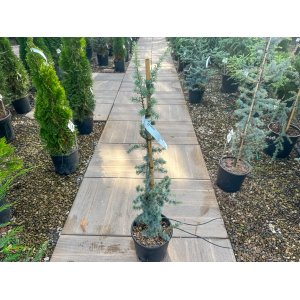 Céder atlantský (Cedrus atlantica) ´GLAUCA´ - výška 120-140 cm, kont. C10L (-23°C)